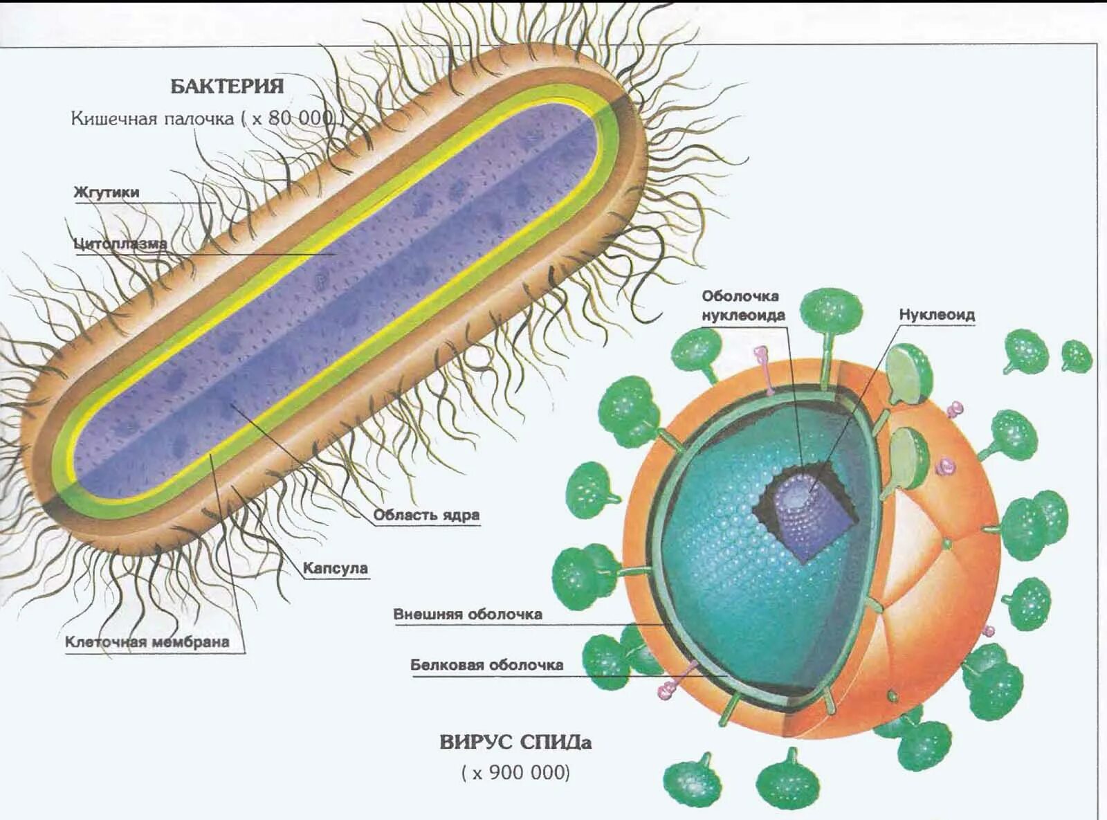 Строение клетки бактерии и вируса. Кишечная палочка строение клетки. Вирус кишечной палочки строение. Бактериальная клетка и вирус. В клетках бактерий есть ядро