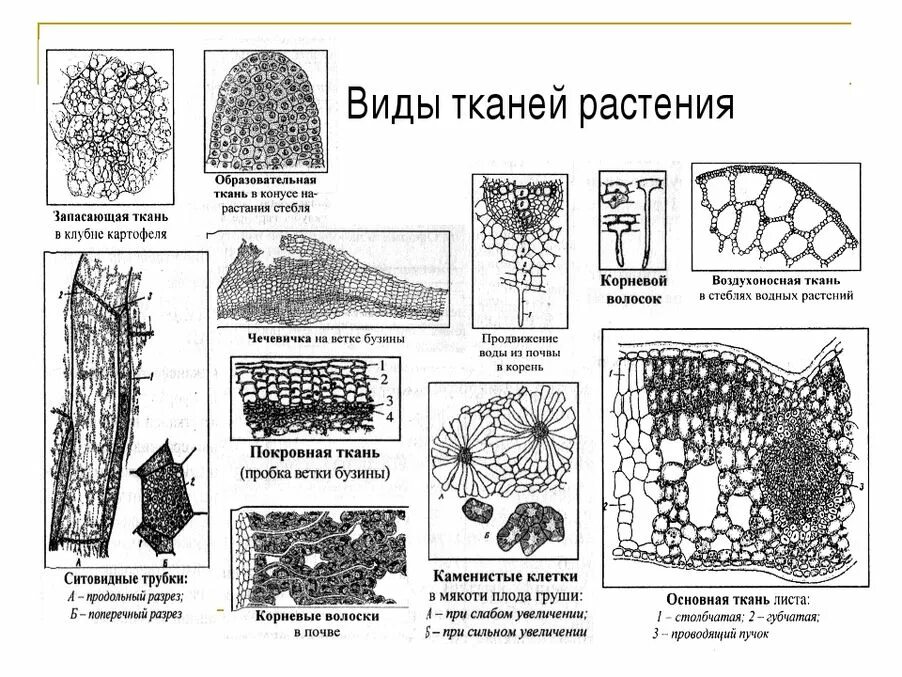 Растительные ткани. Биология 6 класс образовательная ткань растений. Виды основной ткани растений таблица. Схема образовательной ткани растений. Образовательная ткань растений рисунок с подписями.