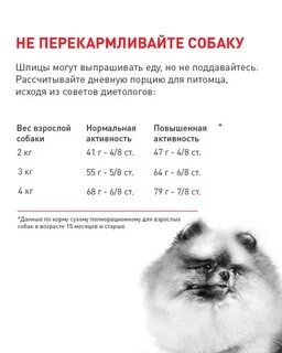 Чем кормить щенков шпица в 2
