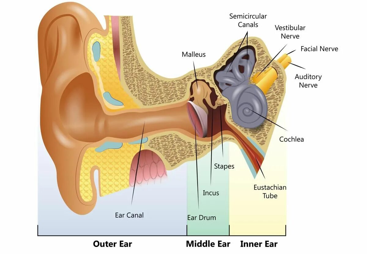 Евстахиева труба анатомия. Строение человеческого уха в картинках. Среднее ухо строение у человека. Внутреннее ухо. Hear system