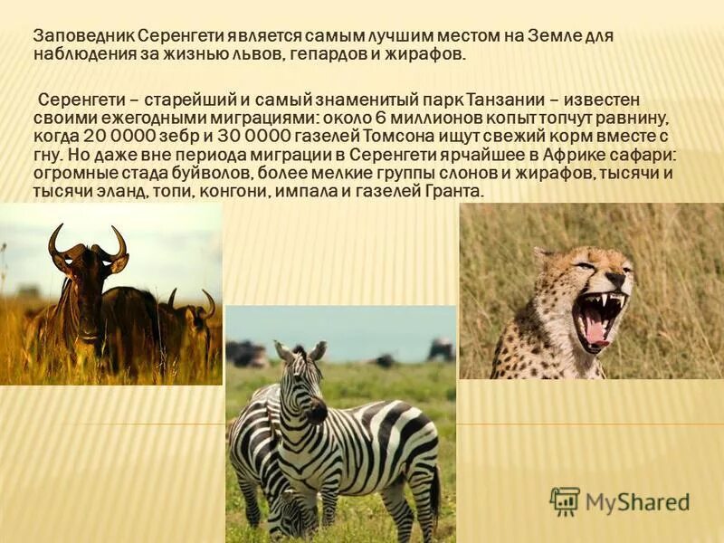 Национальный парк серенгети танзания. Танзания серенгети заповедник. Национальные парки танзании серенгети. Национальный парк серенгети природное наследие или культурное. Серенгети танзания.