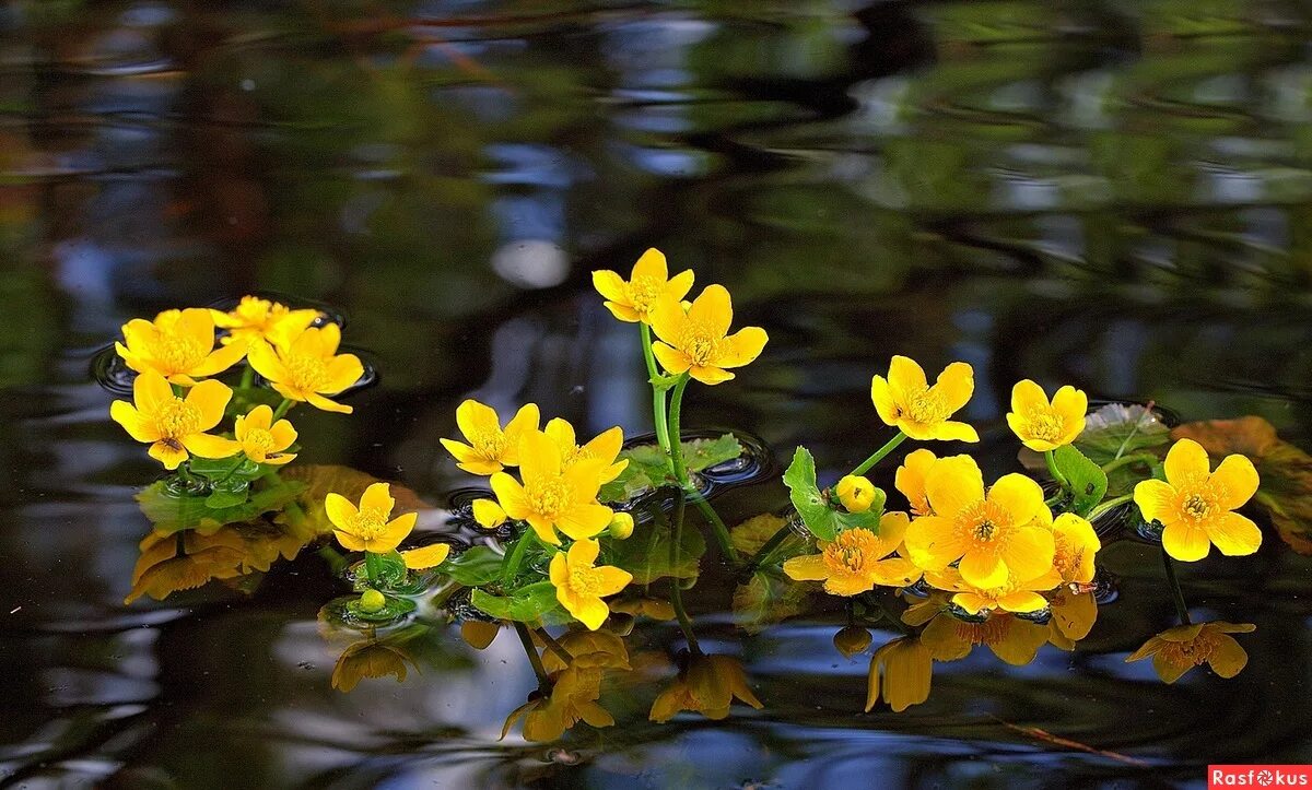 калужница рогоз. калужница болотная. растения на берегу. желтые цветы на берегах. желтые цветы на берегах.