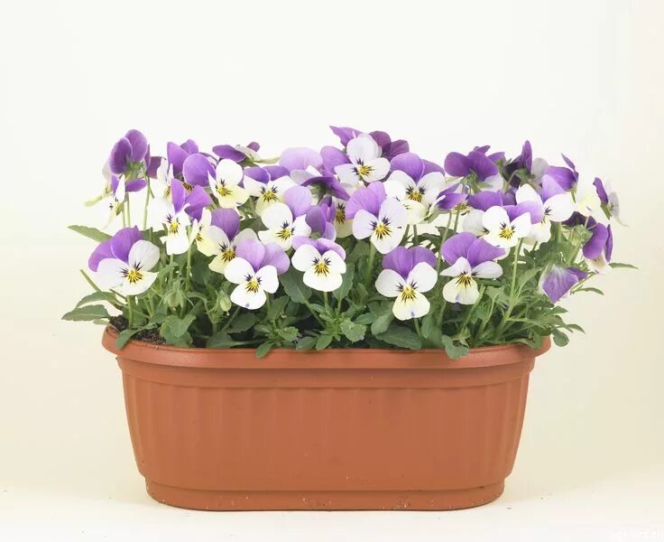 фиалка рогатая коломбина. фиалка рогатая ампельная. фиалка рогатая рассада. виола рогатая многолетняя джонни. фиалка рогатая пикировка рассады.