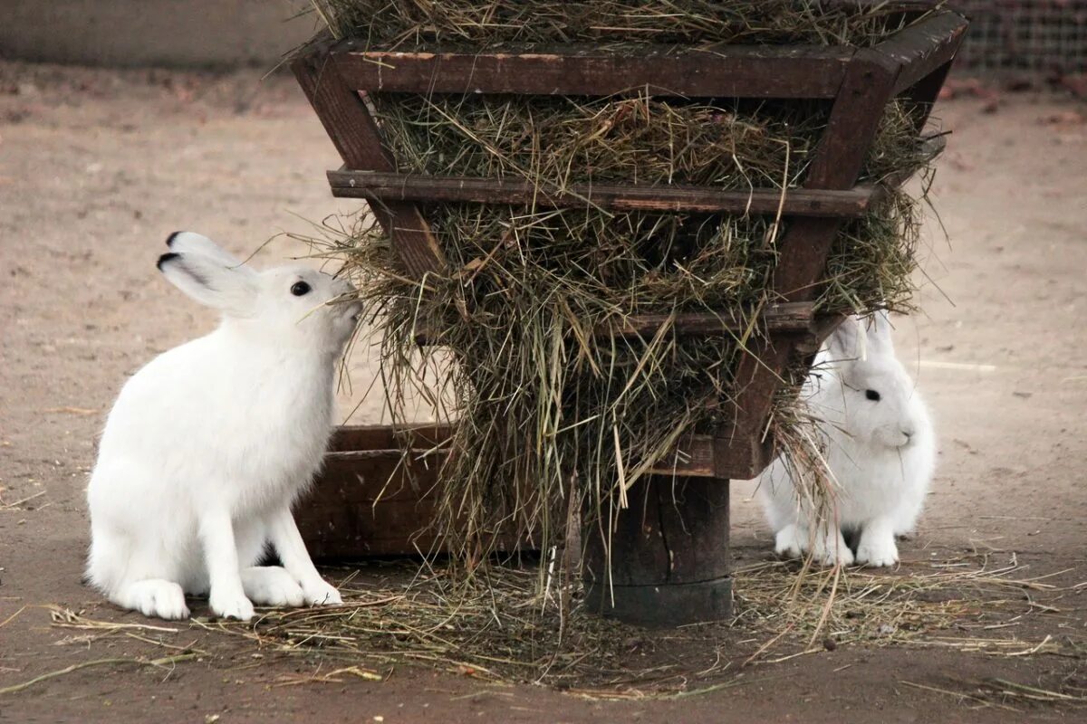 Зоопарк зайцы. Зоопарк зайцы. Заяц в зоопарке. Зоопарк зайцы. Зоопарк зайцы.