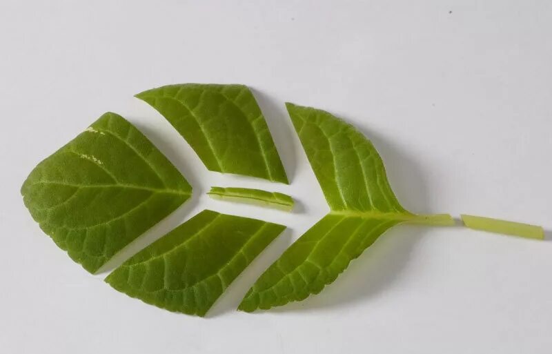 Глоксиния размножение черенками. Размножение целыми листьями. Размножение частью листа. Вегетативное размножение листовыми черенками. Размножение частью листа.