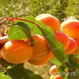 Сорт абрикоса шалах
