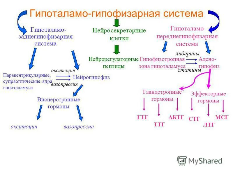 Принцип обратной связи гормонов гипофиза