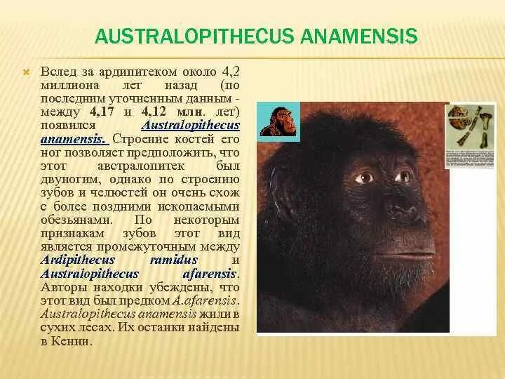Ископаемая обезьяна 9. Недостающее звено между человеком и обезьяной. Древние яйца окаменелые. Проконсул африканский кениапитек. Человекообразные обезьяны.