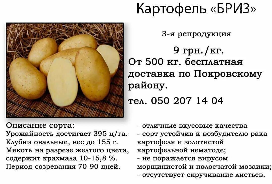 Оценка сортов картофеля
