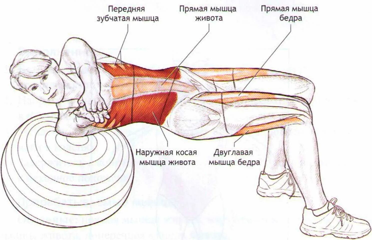 Поперечная мышца живота как накачать. Укрепление поперечной мышцы живота. Тренировка поперечной мышцы живота. Прокачать поперечную мышцу живота. Укрепление поперечной мышцы живота упражнения.