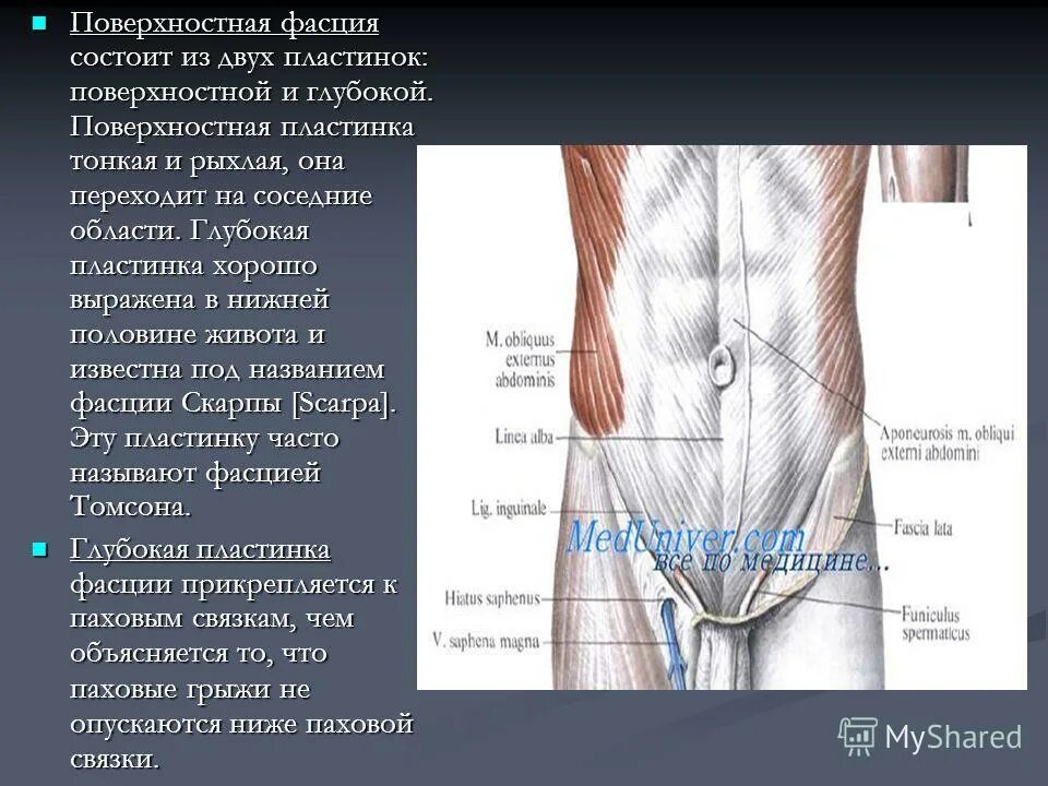 строение фасции анатомия. строение фасции анатомия. кожа подкожная клетчатка поверхностная фасция. строение фасции анатомия. глубокий листок поверхностной фасции.