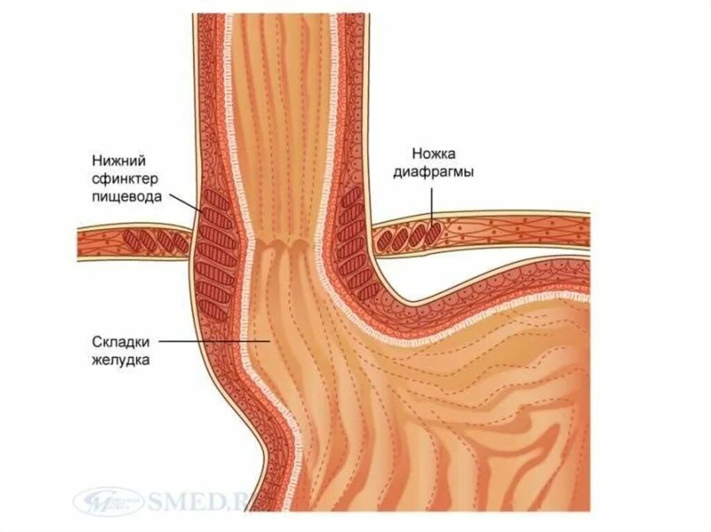 Между пищеводом. Эзофагеальный сфинктер. Глоточно пищеводный сфинктер. Верхний и Нижний сфинктер желудка и пищевода. Верхний пищеводный сфинктер.