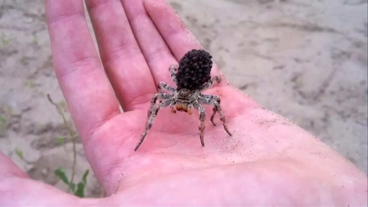 Wolf spider with babies stock image. Image of spider - 53551873 Wolf spider, Spi