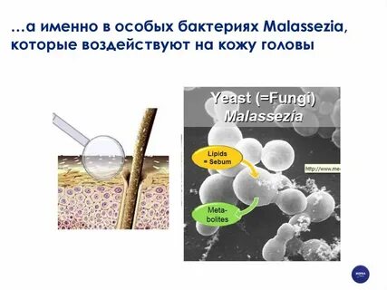 Грибок малассезия у собак