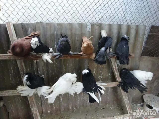 Авито голуби. Бойные голуби москвы и подмосковья. Бакинцы пёрые голуби. Ростовские белогрудые голуби. Голуби ростова.