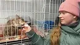 Хвостатая помощь складочная отзывы