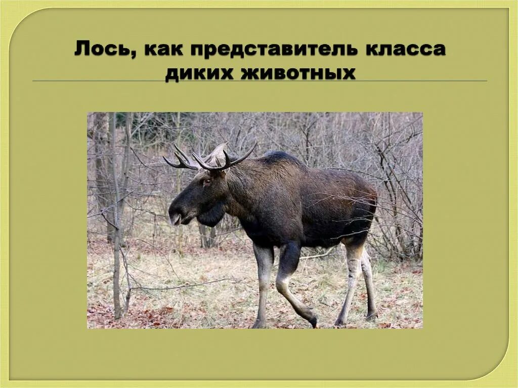 История про лося. Лось доклад. лось описание. сообщение о лосе. рассказ про лося.