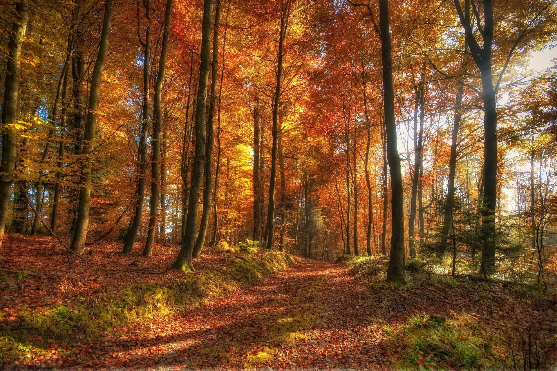 Autumn live