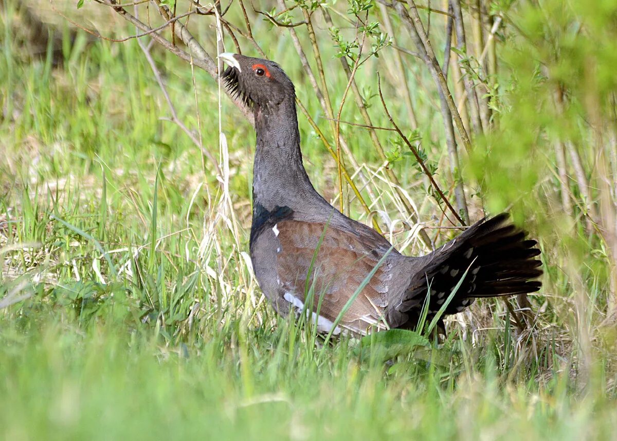 Обыкновенный Глухарь. Глухарь (Tetrao urogallus). Обыкновенный Глухарь (Tetrao urogallus). Белобрюхий Глухарь.