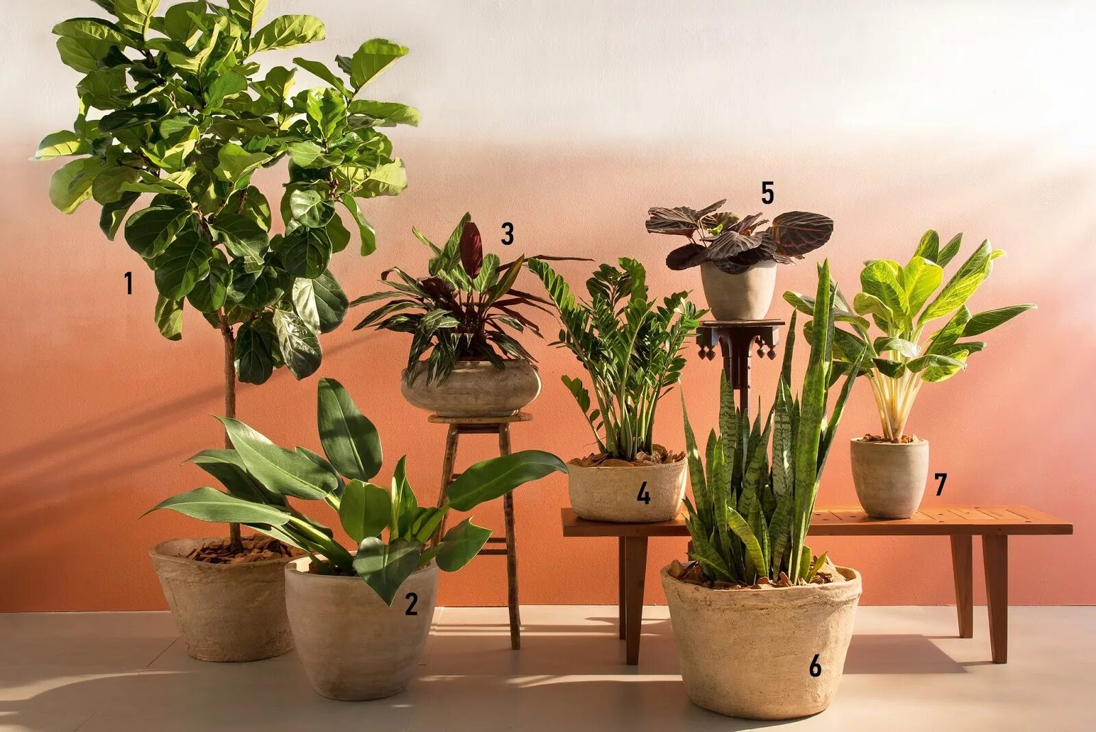 Хризалидокарпус lechuza. Лучшие комн. Декоративные растения для интерьера. Лучшие комн. Эсхинантус сингониум.