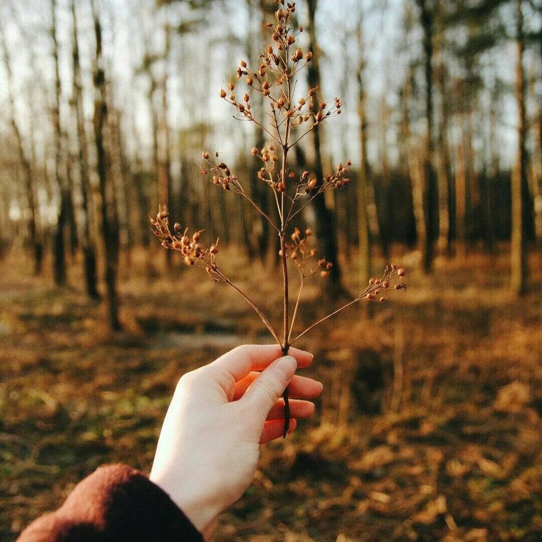 Осень Эстетика. Осенняя природа Эстетика. Осень Эстетика природа. Поздняя осень Эстетика. Осень дарит вдохновение