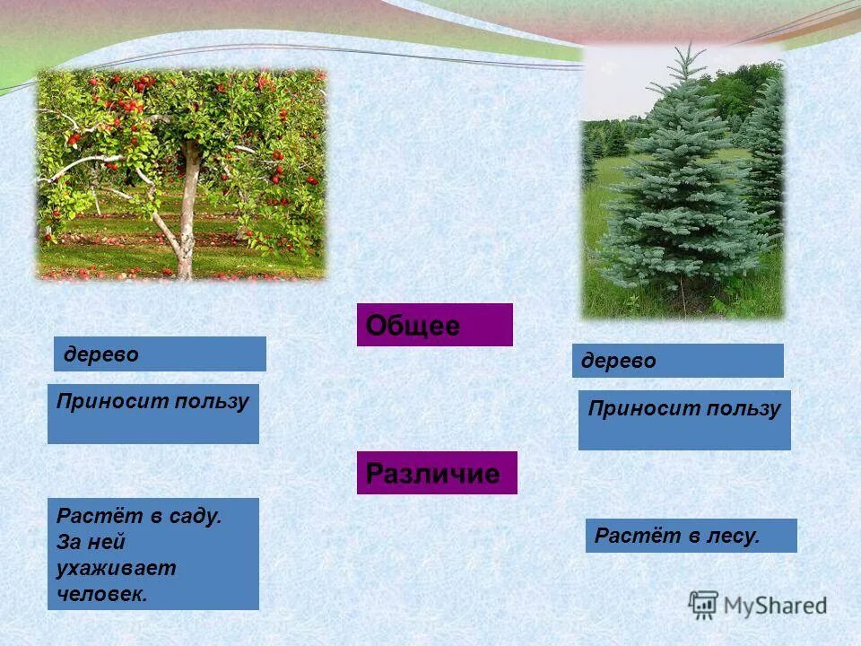 на какие группы делятся деревья