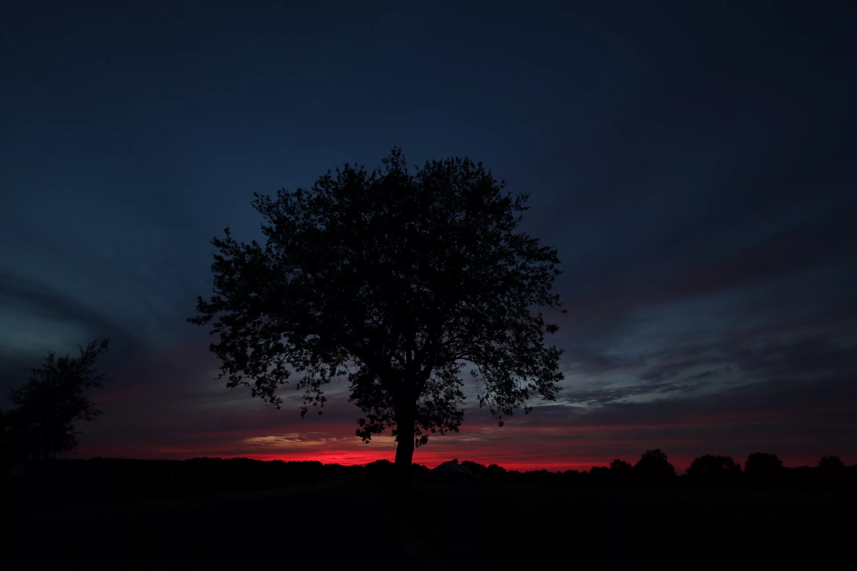 В круг дерева ночи. Дерево ночью. Одинокое дерево ночью. Природа ночью. Дерева в темноте.