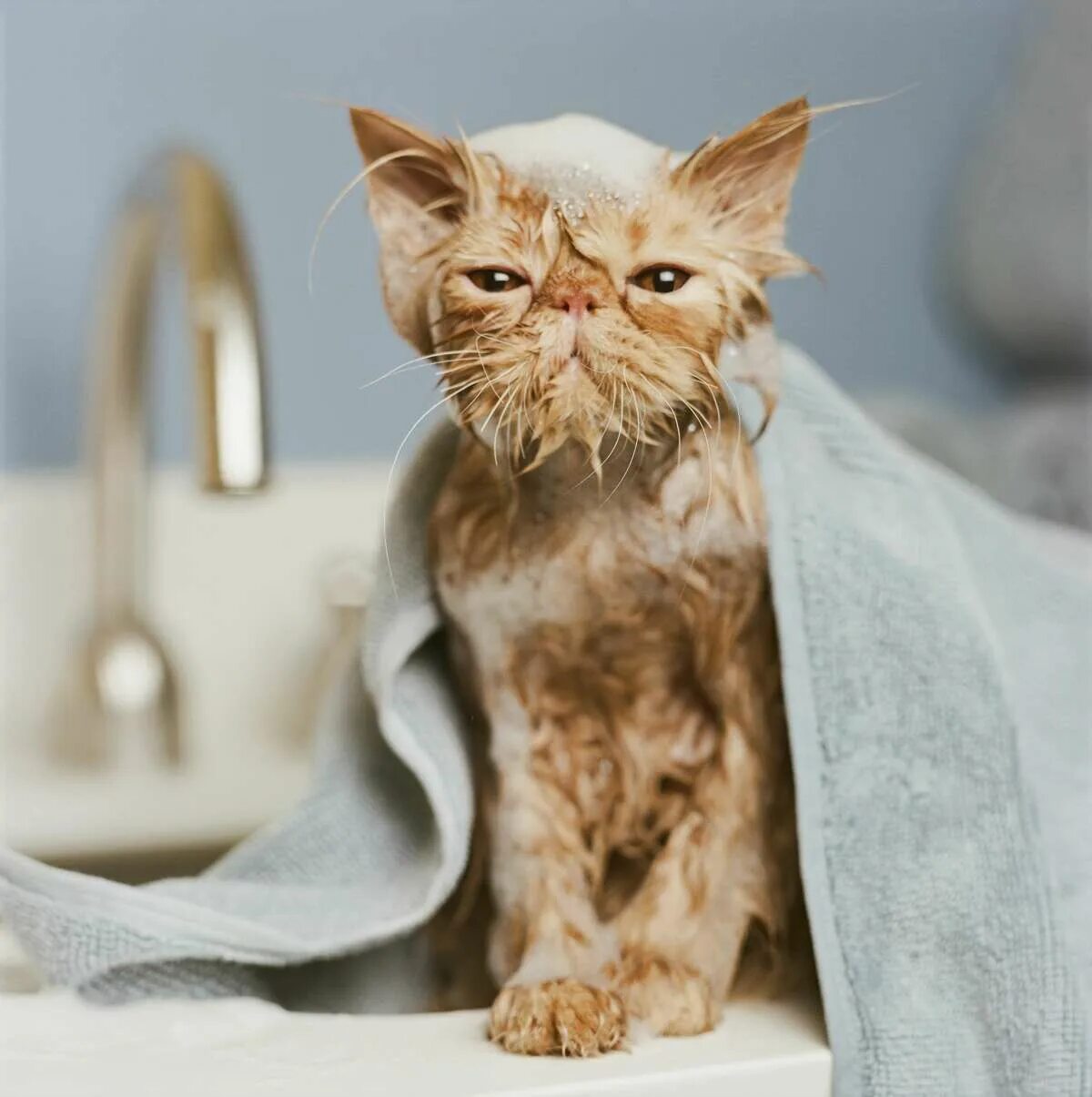 Коты после мытья. Мокрая кошка. Мокрый котенок. Мокрая кошка в полотенце. Полотенце коты.