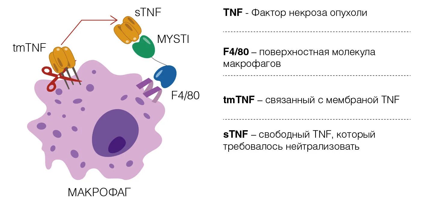 Макрофаги механизмы. Фактор некроза опухоли Альфа. TNF фактор некроза опухоли. Фактор некроза опухоли Альфа клетки мишени. Фактор некроза опухоли рисунок.