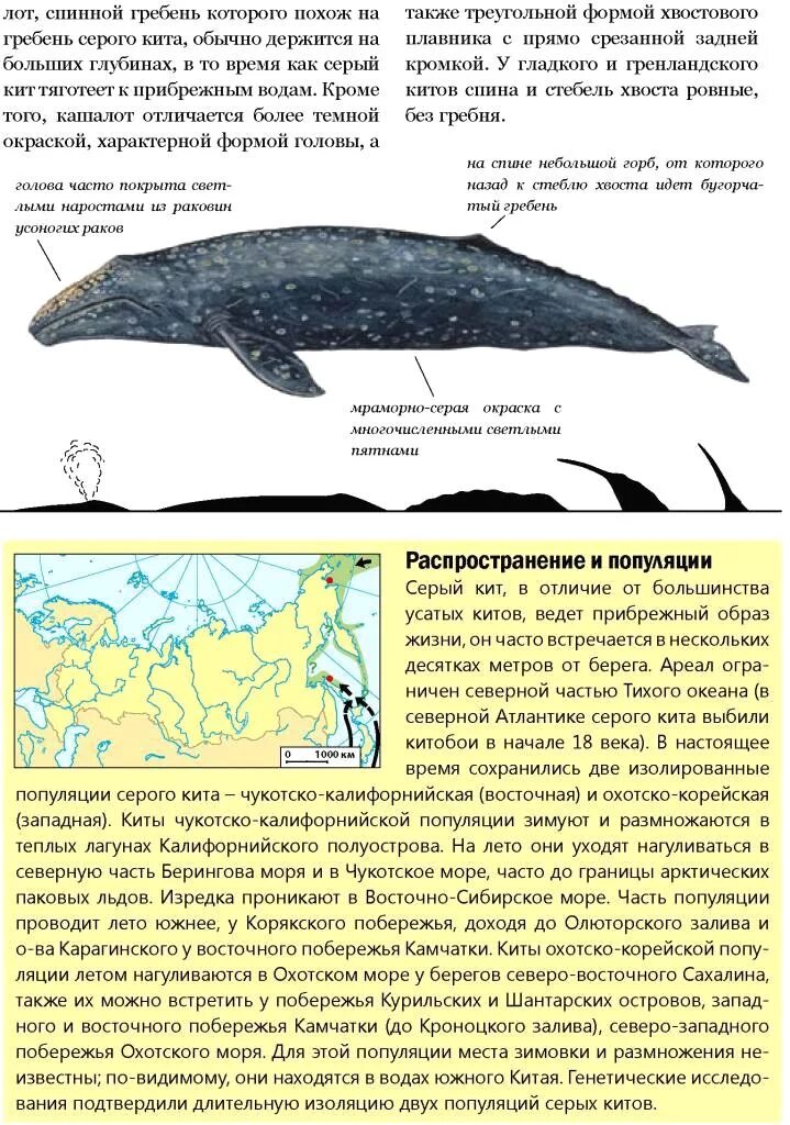 Обитание китообразных. Серый кит ареал обитания. синий кит ареал обитания. ареалы китообразных. доклад серый кит.