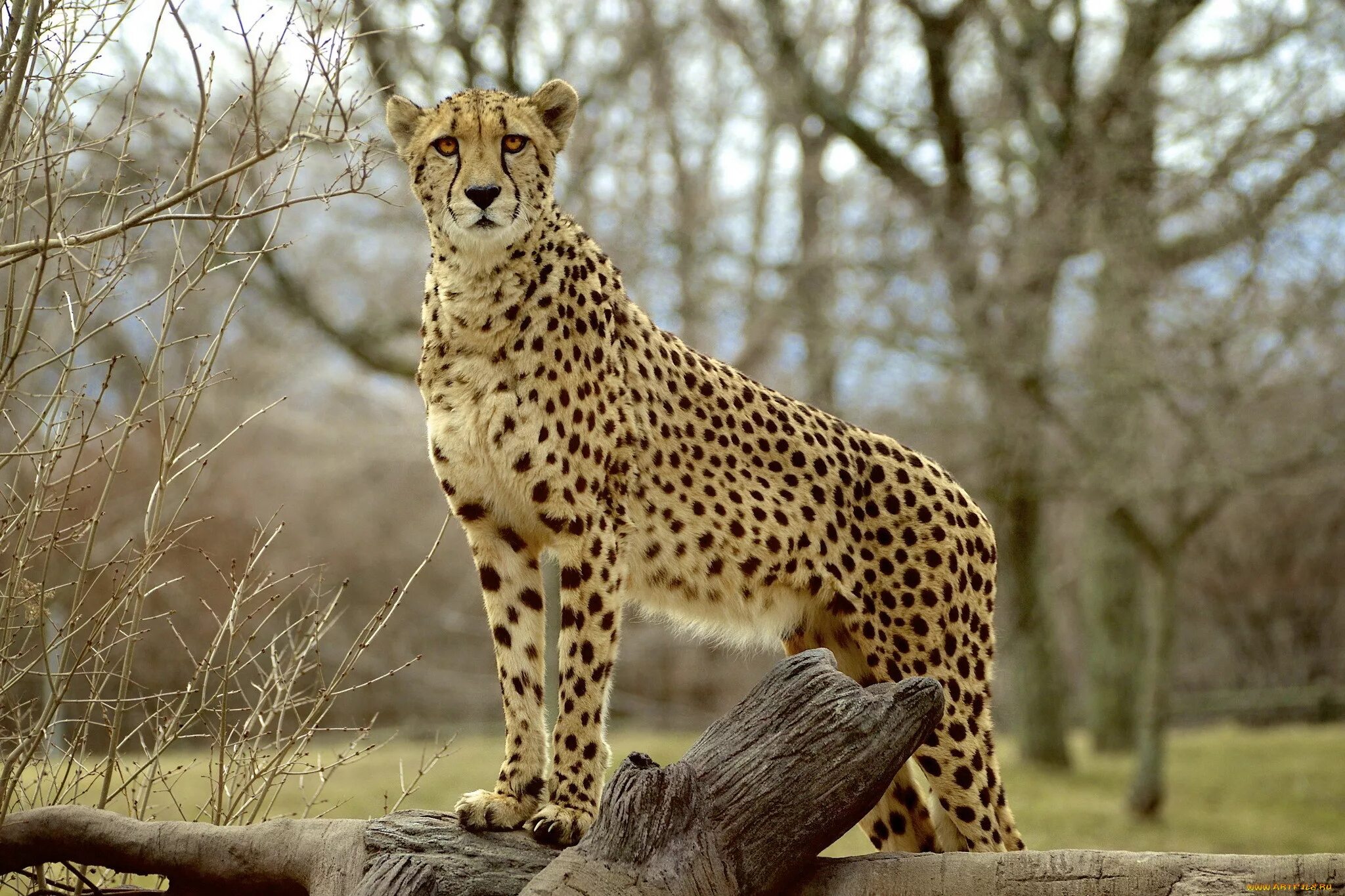 Жи вотные. Сахарский гепард. Cheetah (гепард). Королевский гепард. Ареал гепарда.