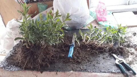 Деление кустов флоксов