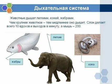 Конспект по биологии дыхание животных 8 класс
