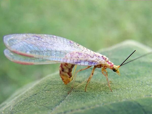 сетчатокрылые представители. муравьиный лев и златоглазка. стрекоза муравьиный лев. аскалаф (метаморфозы). отряд сетчатокрылые представители.
