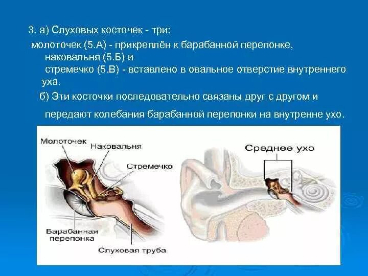 Какую функцию выполняют слуховые косточки. К барабанной перепонке прикрепляется молоточек наковальня стремечко. Строение уха стремечко наковальня. Косточка уха стремечко. Слуховые косточки молоточек.