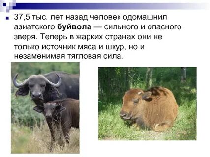 Чем отличаются одомашненные животные от диких видов