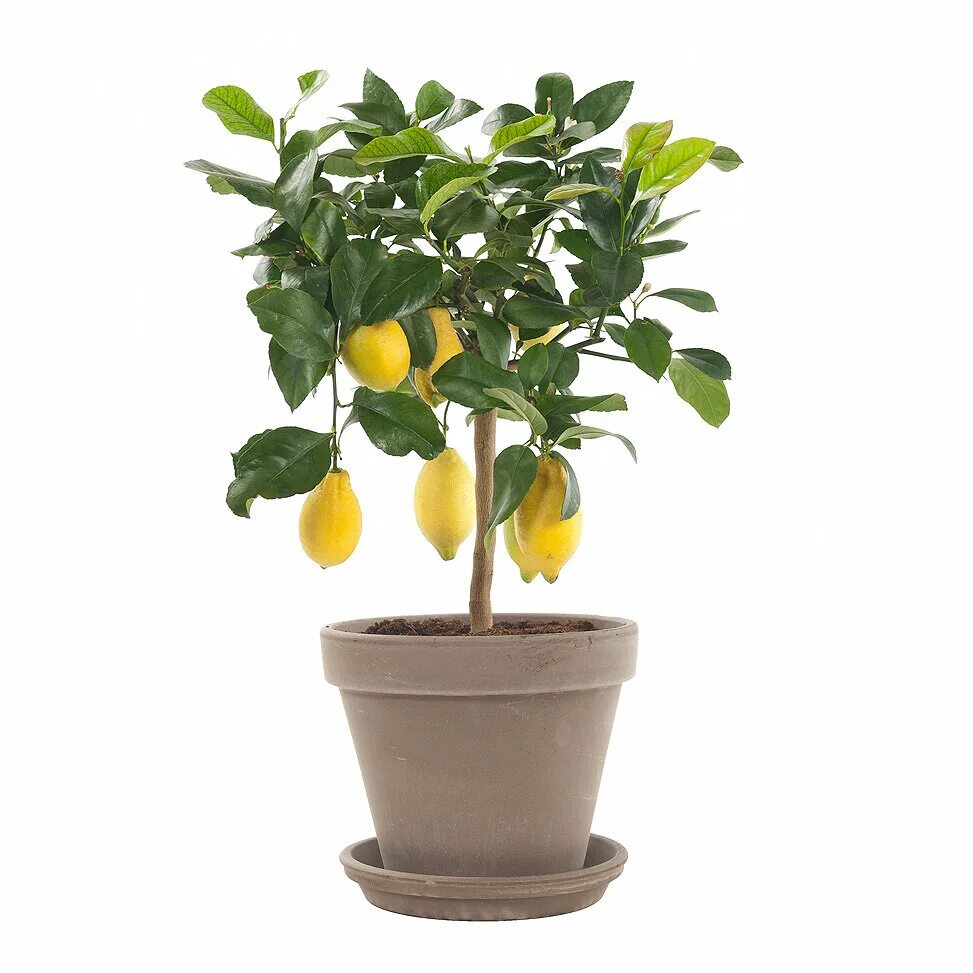 Маленькое лимонное дерево. Цитрофортунелла лимон. Цитрус (комнатное растение) лимон Мейера. Цитрус (комнатное растение) лимон Лунарио. Цитрус лимон дерево.
