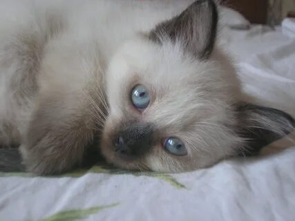 Котенок меньше месяца