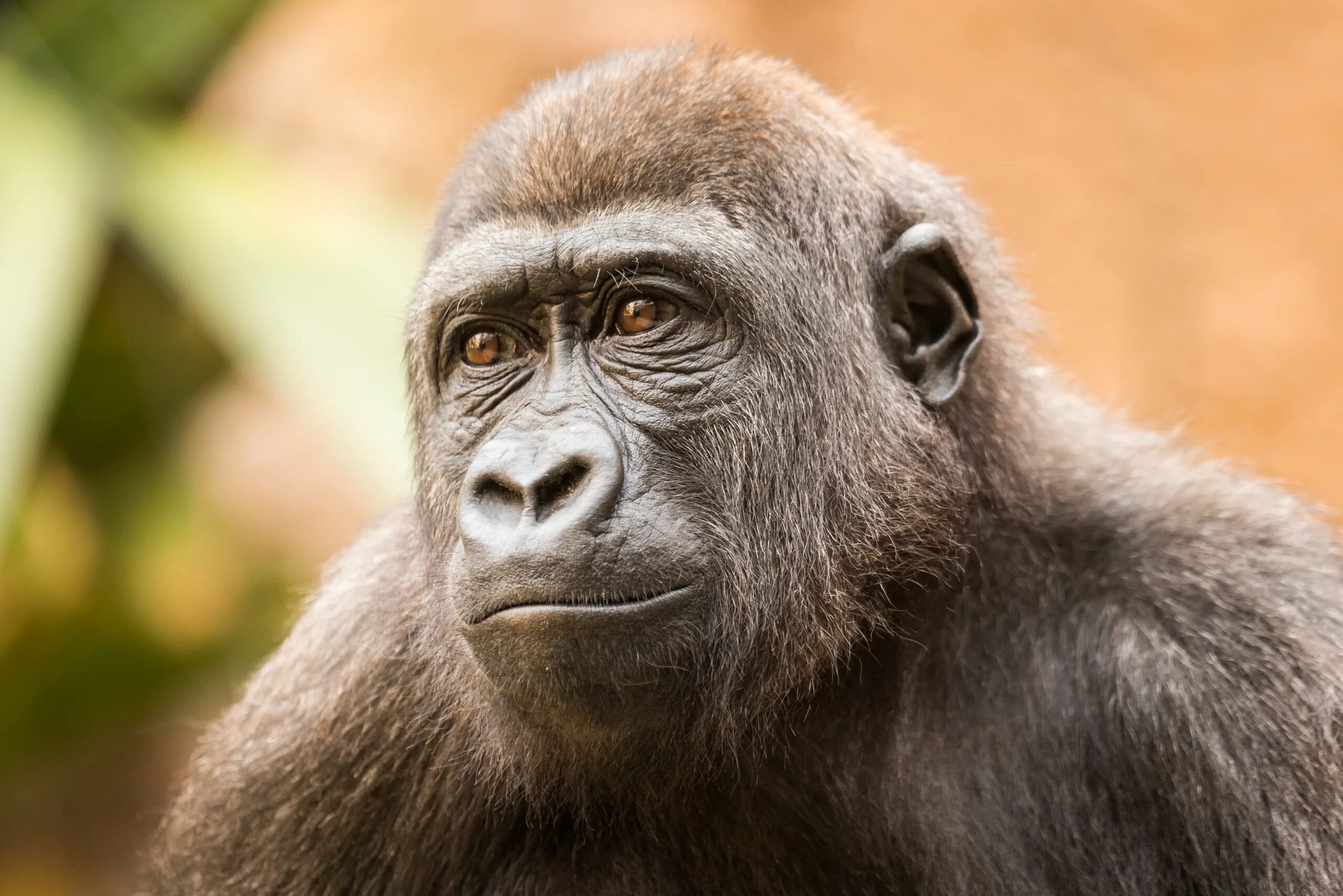 Белогрудый капуцин. Макака 1iq. Шимпанзе улыбается. Отряд млекопитающих приматы. Macacus rhesus.