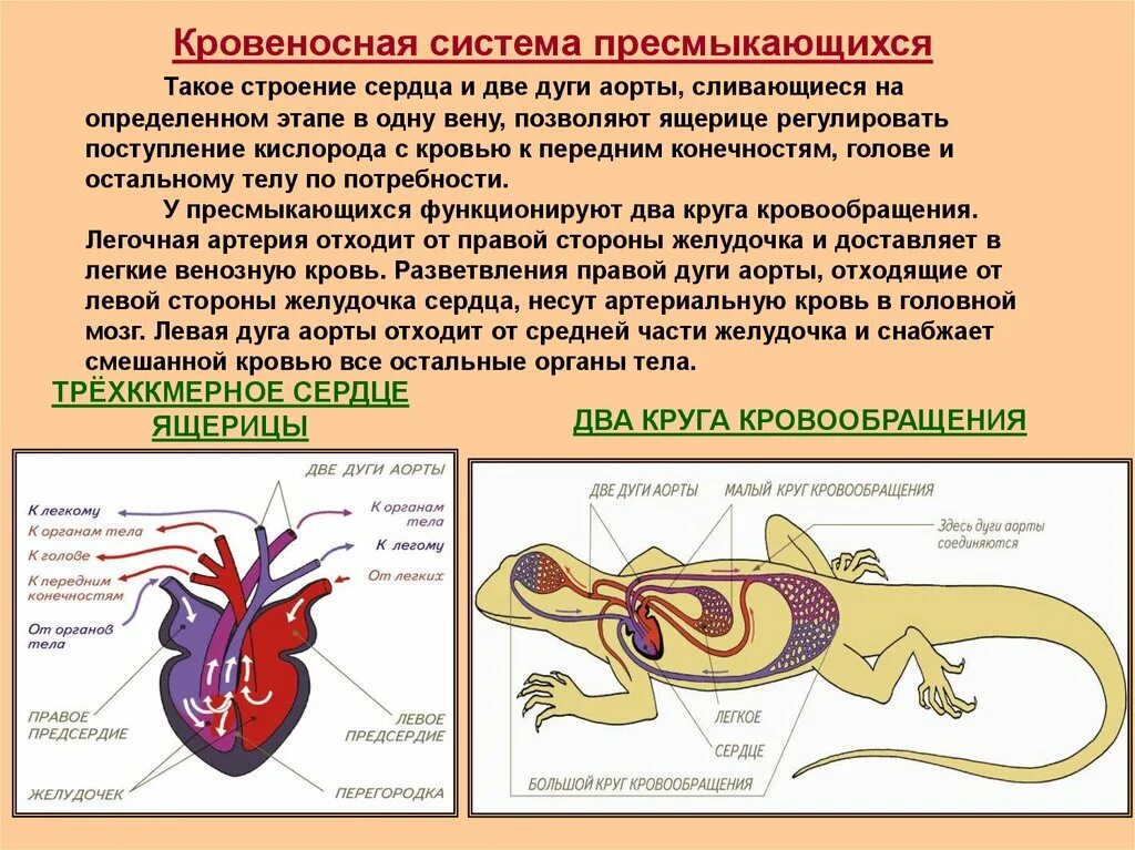 Усложнение кровеносной системы пресмыкающихся. Система кровообращения пресмыкающихся. Строение систем органов у рептилий кровеносная. Пресмыкающиеся кровеносная система круги кровообращения. Тип кровеносной системы у пресмыкающихся.