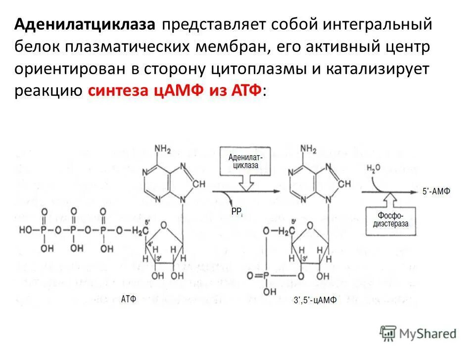 Атф цамф. Синтез цамф биохимия. реакции катализируемые аденилатциклазой. аденилатциклазная система биохимия схема.