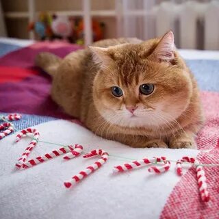 Кот на новом месте