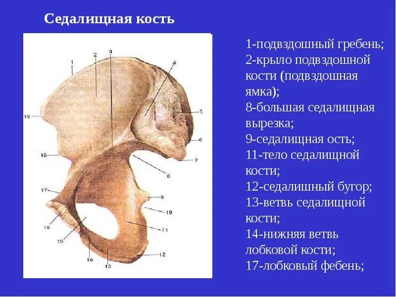 Подвздошная кость анатомия человека. Седалищная кость. Седалищная и подвздошная кость. Строение седалищной кости.