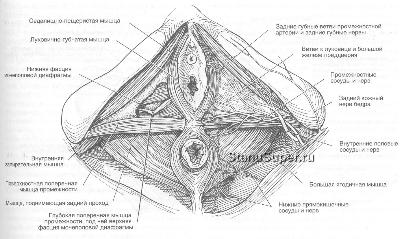 Perineum Erectile Dysfunction Discount www.poligraf-ti.kz
