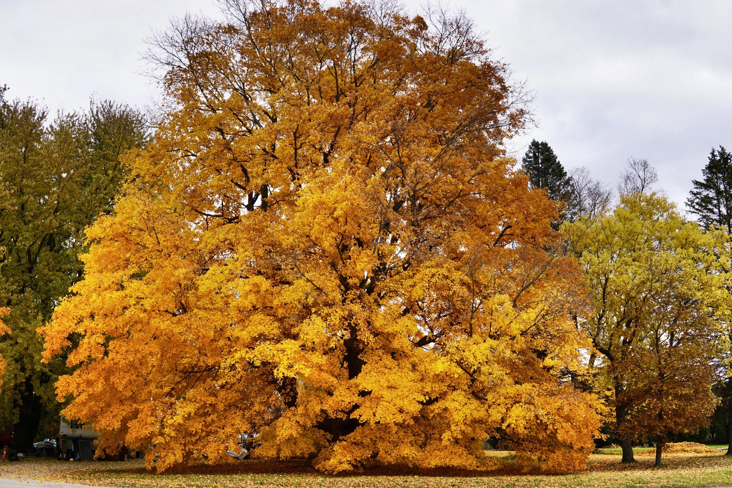 Презентация деревья осенью. 2 предложения как выглядит дуб осенью. Дуб осенью описание. 2 предложения как выглядит дуб осенью. Осенний дуб.