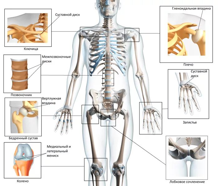 Названия суставов человека. Суставы скелета человека. Строение скелета суставы. Анатомия человека кости и хрящи. Схема скелета человека с названиями суставов.