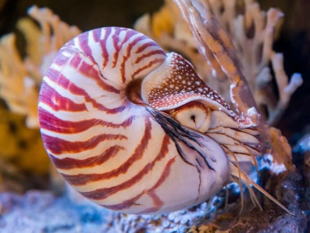 Раковина головоногих. Наутилус головоногие. Наутилус Помпилиус моллюск. Наутилус головной моллюск. Морские брюхоногие моллюски.