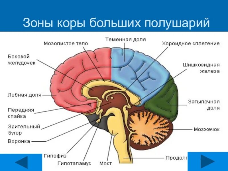 Функции отделов больших полушарий головного мозга. Кора головного мозга отделы головного мозга. кора больших полушарий головного мозга зоны коры. функции отделов головного мозга кора больших полушарий. кора головного мозга зоны коры их функции.