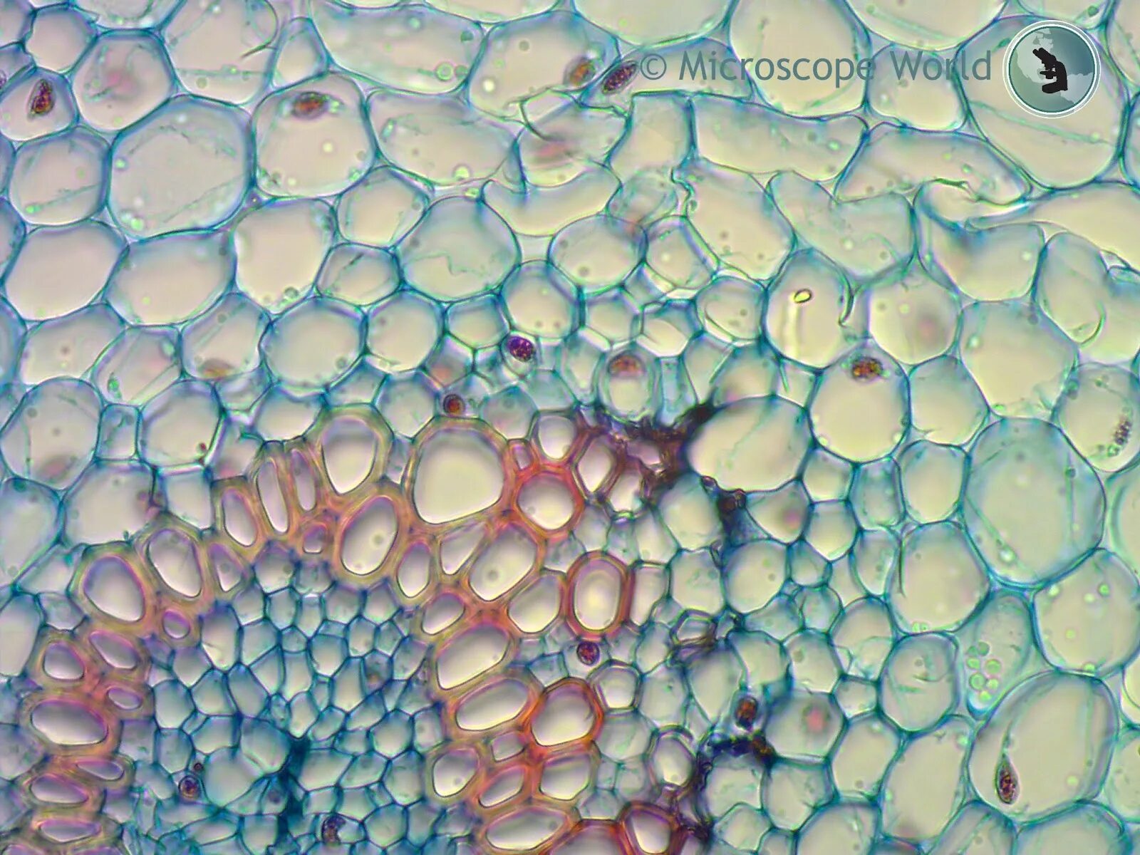 Для чего зеркало в микроскопе. Бензин под микроскопом. Пенополистирол под микроскопом. Текстура микроскоп. Срез растения под микроскопом.