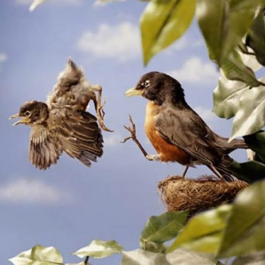They like birds. Первый полет птенца. Первый полет птенца из гнезда. Птенчик вылетел из гнезда. Птицы учат летать птенцов.